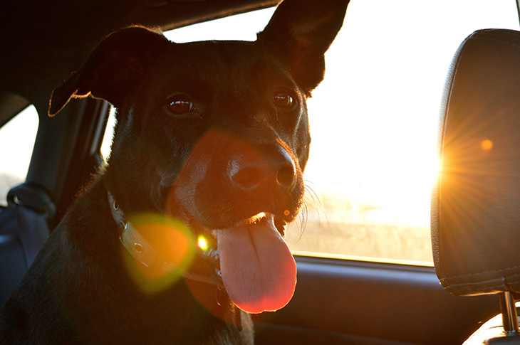 Pets on Road Trips: 5 Tips to Help You
