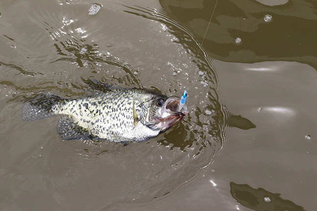 find and catch fall crappie