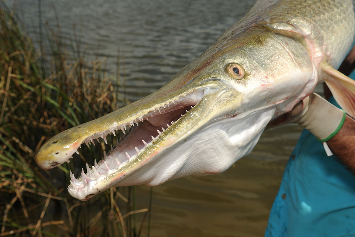 Texas Temporarily Closes Alligator Gar Fishing