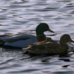 tips for waterfowl shooting success Payne Outdoors