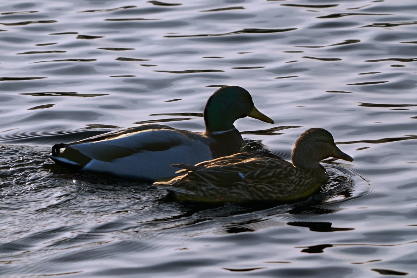 Tips For Waterfowl Shooting Success
