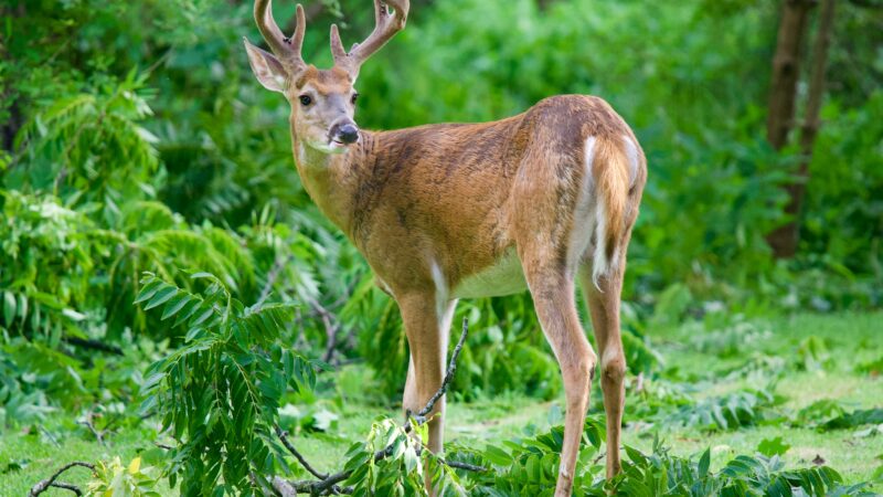Texas Parks and Wildlife Approves Statewide Deer Carcass Disposal Regulations