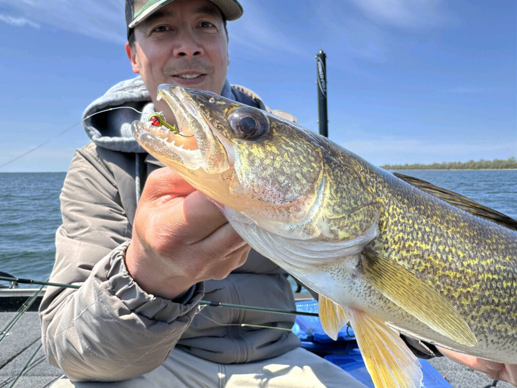 Walleye-Catching Jigs Metallic olive and short shank tungsten walleye-catching jigs designed to catch walleye and well trusted by numerous anglers payneoutdoors