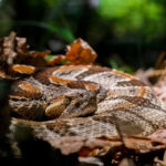Blocker Outdoors provides products to help with Snake Protection perfect for any outdoorsmen in prime-snake territory.
