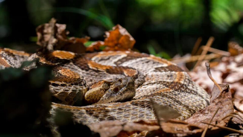 Snake Protection Info and Products from Blocker Outdoors